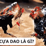 Đá gà dao là gì? Luật chơi đá gà cựa dao như thế nào?