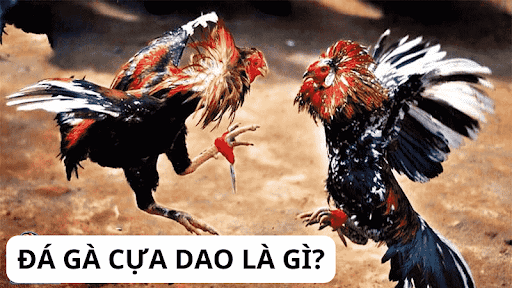 Tìm hiểu gà dao là gì? Luật chơi đá gà cựa dao quy định ra sao?