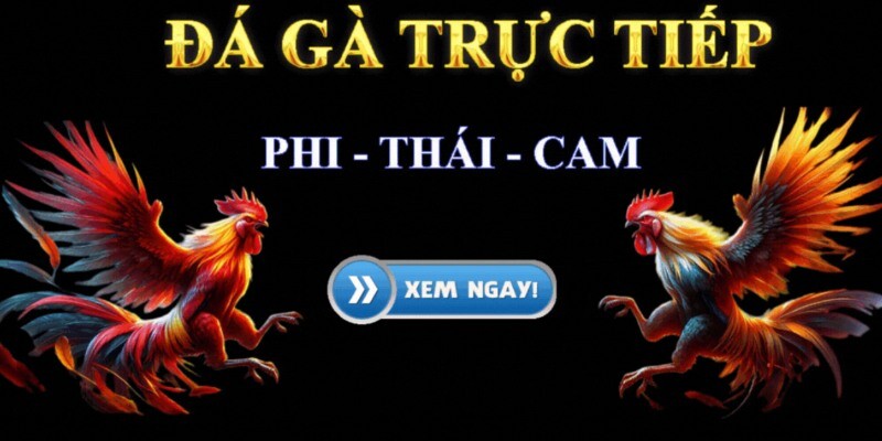 Anh em phải nghiên cứu kỹ các cửa cược và tỷ lệ kèo cung cấp cho giải đấu đá gà