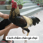 Cách huấn luyện gà đá cựa sắt trở thành chiến kê