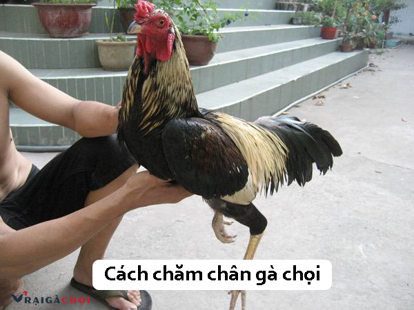 Hẫng chân gà là một trong những bài tập nhận được nhiều đánh giá cao