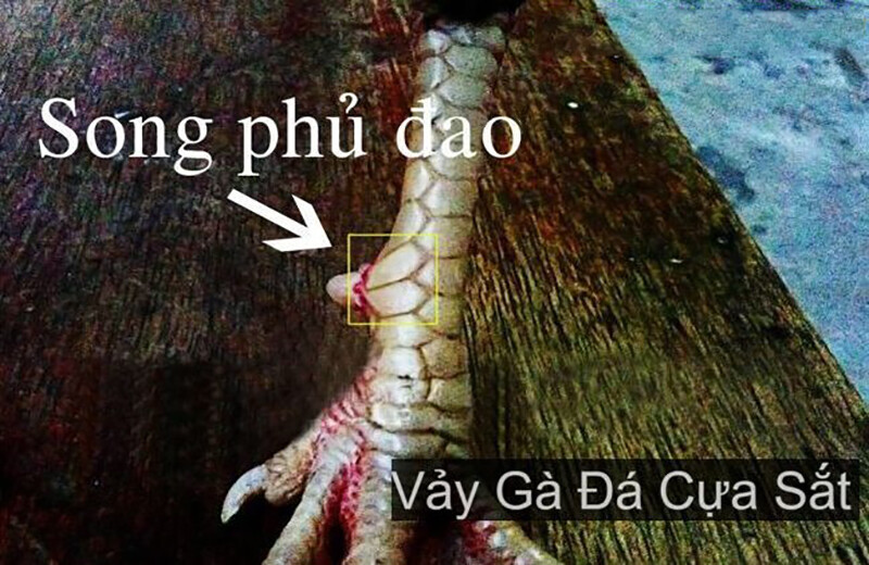 Vảy song phủ đao thường có đòn đá tung ra chuẩn xác